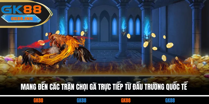 Mang đến các trận chọi gà trực tiếp từ đấu trường quốc tế